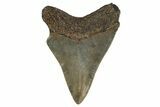 Serrated, Fossil Megalodon Tooth - Georgia #308127-1